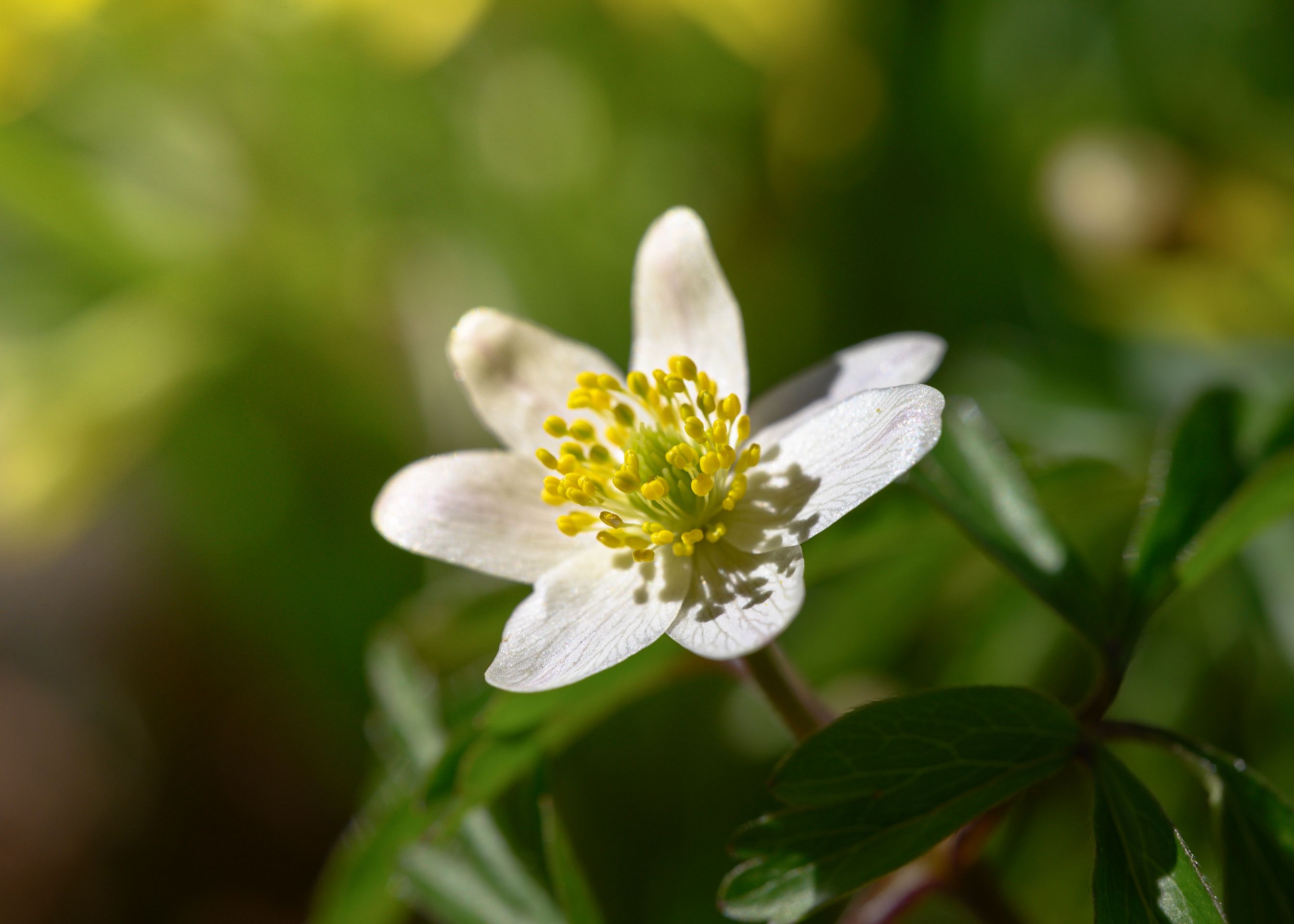 Close-up of a White Flower · Free Stock Photo