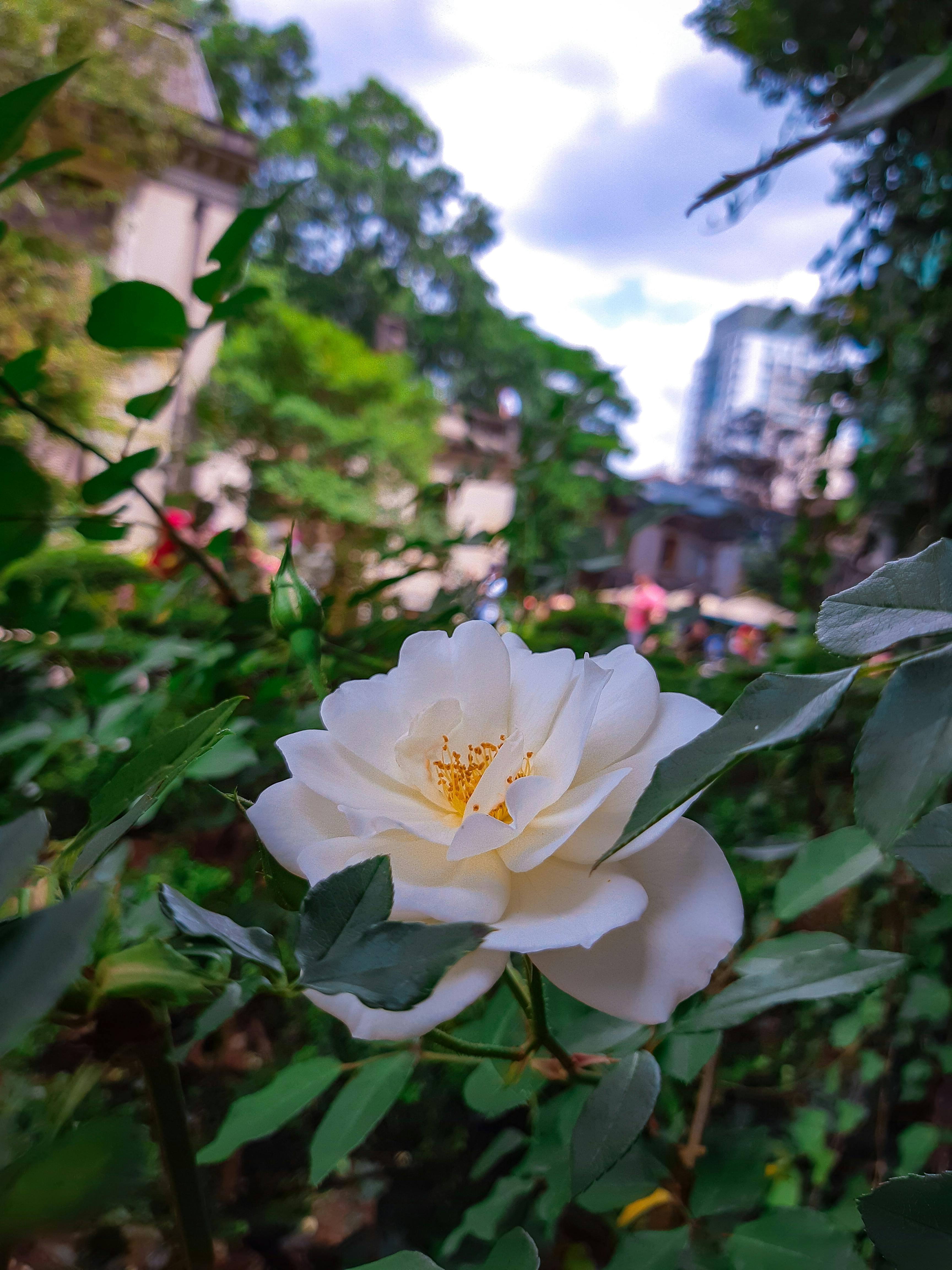 Foto Stok Gratis Tentang Alam Bunga Bunga Indah Mawar Putih