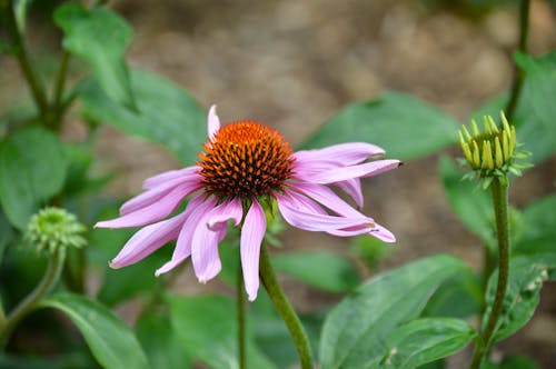 꽃, 보라색 coneflower, 성장의 무료 스톡 사진