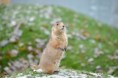 Free A cute prairie dog standing alert on a snowy patch in London park, capturing wildlife charm. Stock Photo