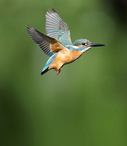 Fotos de stock gratuitas de bokeh, colibrí, fauna