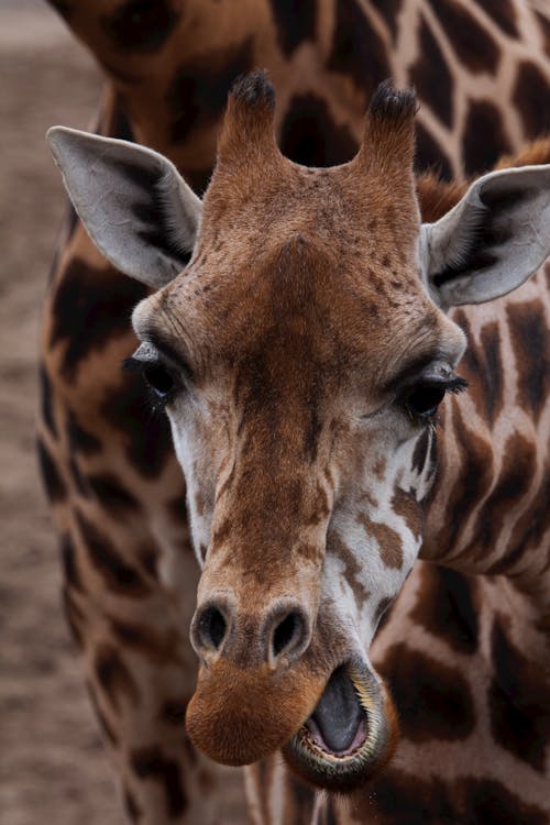 Close up of Giraffe Head