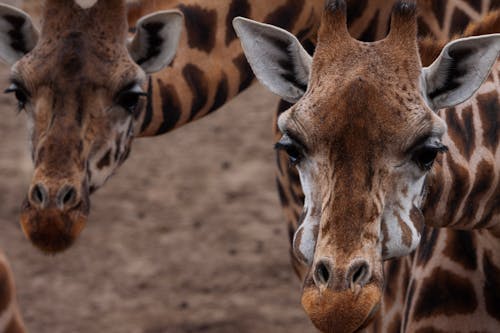 Close-up of Two Giraffes 