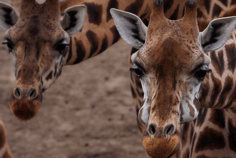 A close-up of a giraffe's dark, bluish-purple tongue grasping an acacia branch, showcasing the rich texture and deep color against a sunny savannah background.
