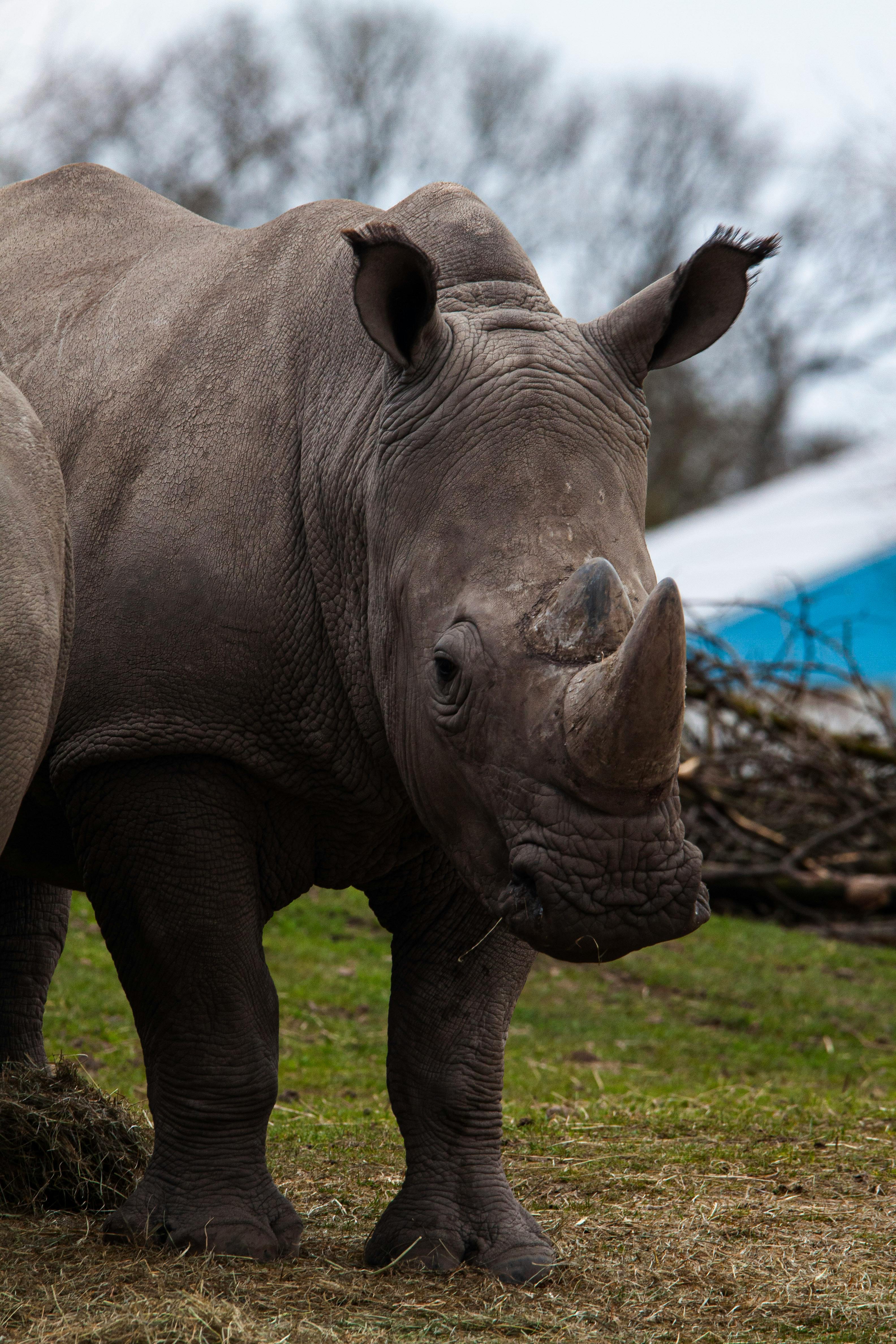 grátis Foto profissional grátis de adulto, África, ameaçado de extinção Foto profissional