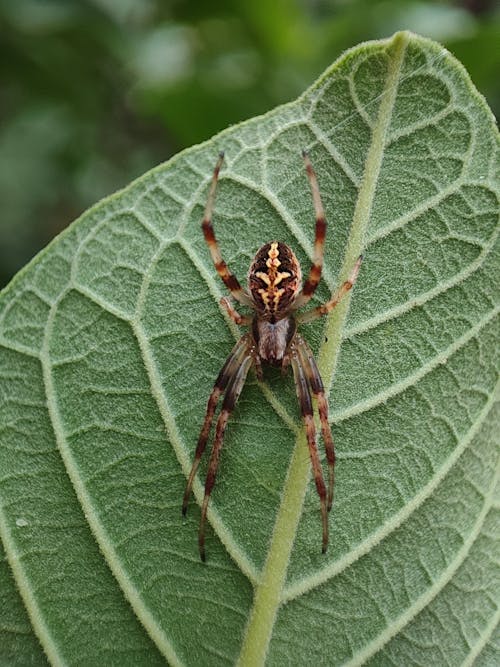 European Garden Spider Sitting on Leaf