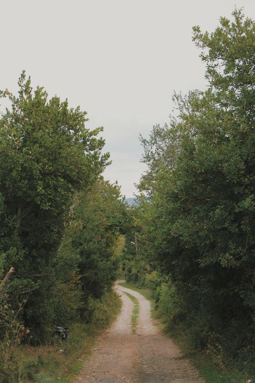 Free A winding dirt road flanked by lush green trees under a cloudy sky, evoking a serene rural setting. Stock Photo