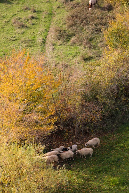 Безкоштовне стокове фото на тему «вертикальні постріл, випас, вівці»