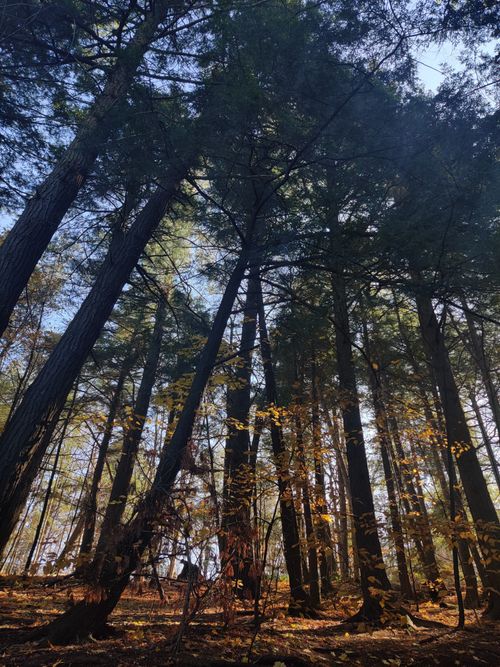 Free Discover the serene beauty of an autumn forest with towering trees and golden hues. Stock Photo