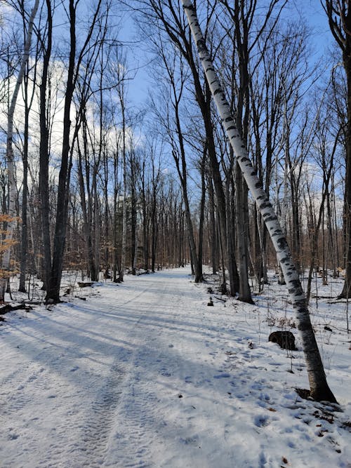 Birches around Road in Forest in Snow in Winter
