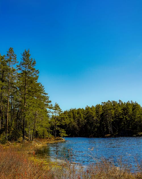 Forest around Lake