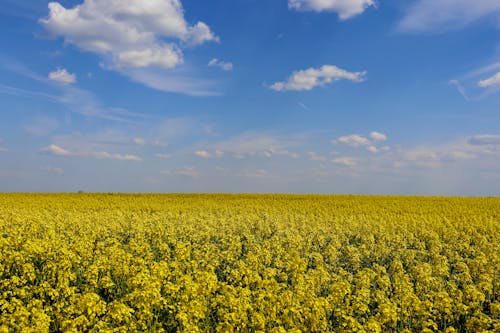 Free stock photo of backgrounds, blue, blue sky