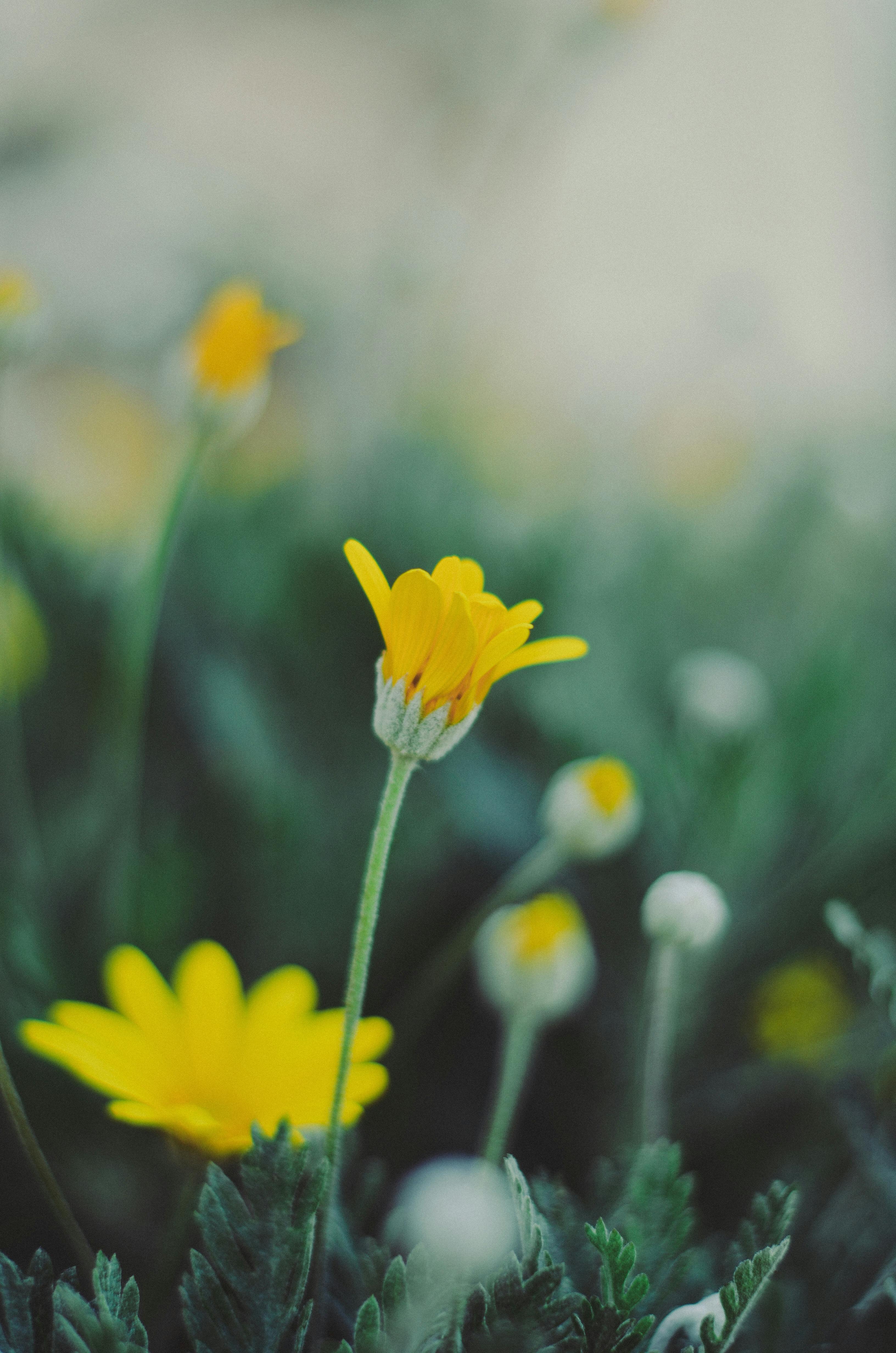 Close-up of vibrant yellow daisies in a lush green field during spring in Baku, Azerbaijan.