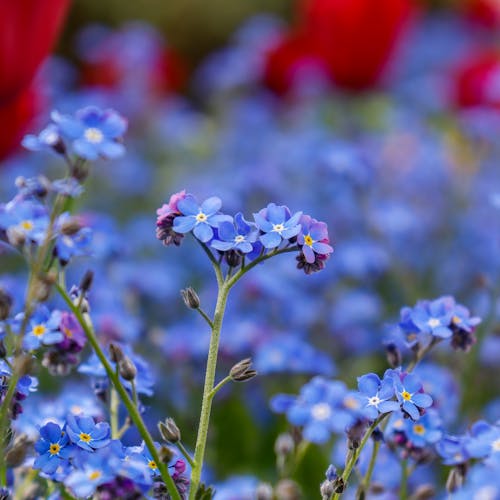 Free stock photo of blue, blue flowers, bokeh