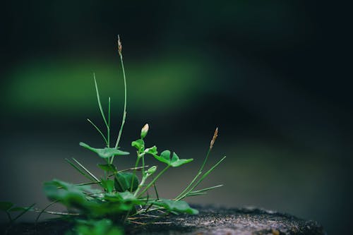 緑の葉の植物のクローズアップ写真