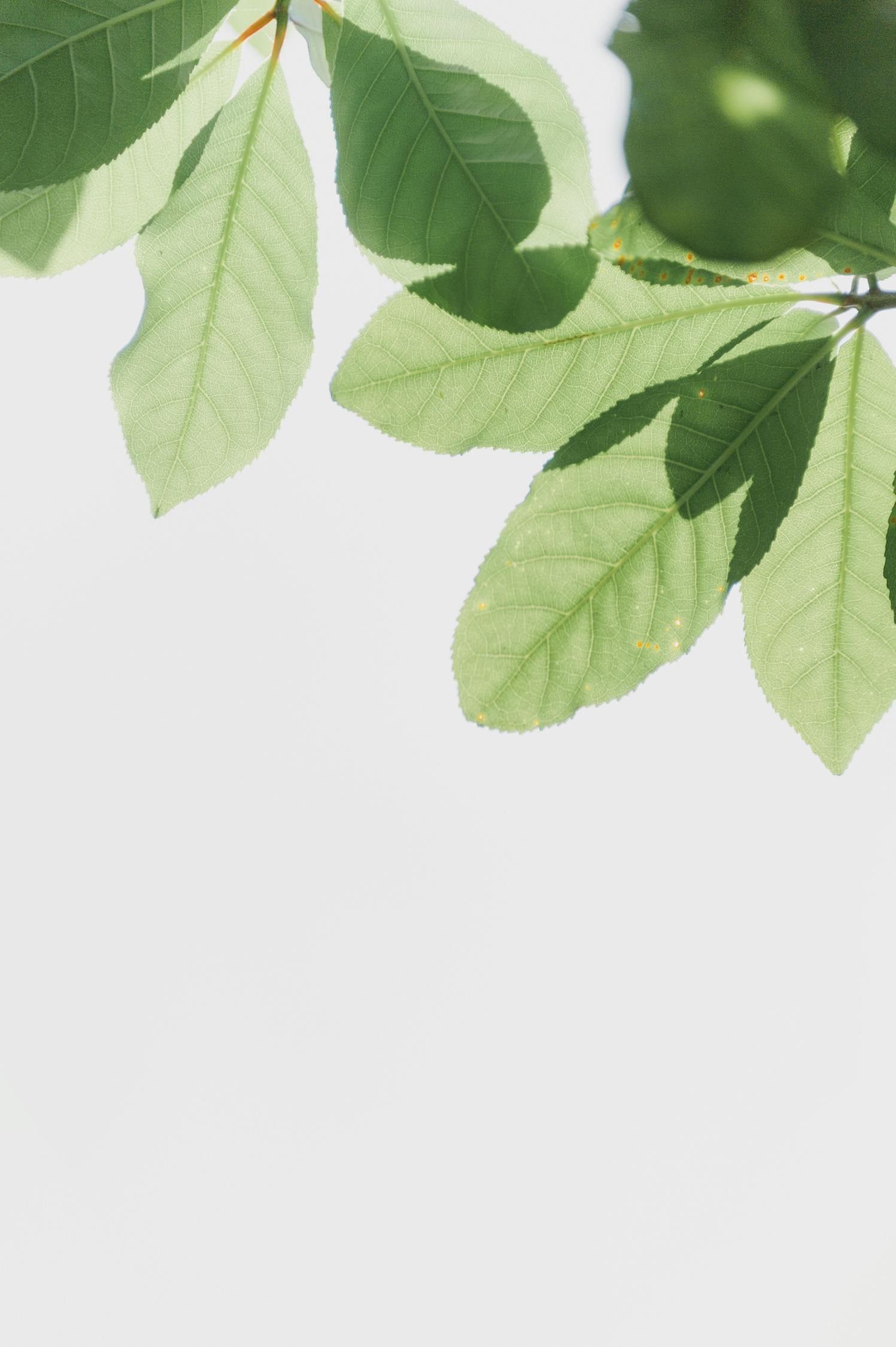 Green Leaves · Free Stock Photo