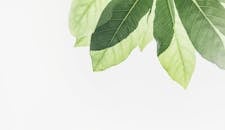 在明亮的背景下，树枝上长满了充满活力的新鲜绿叶