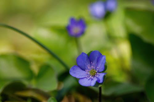 Close-up of a an Anemone Flower