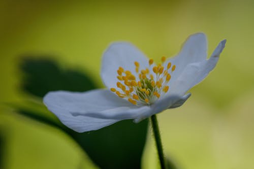 kwiat, kwiaty, przyroda 的 免費圖庫相片