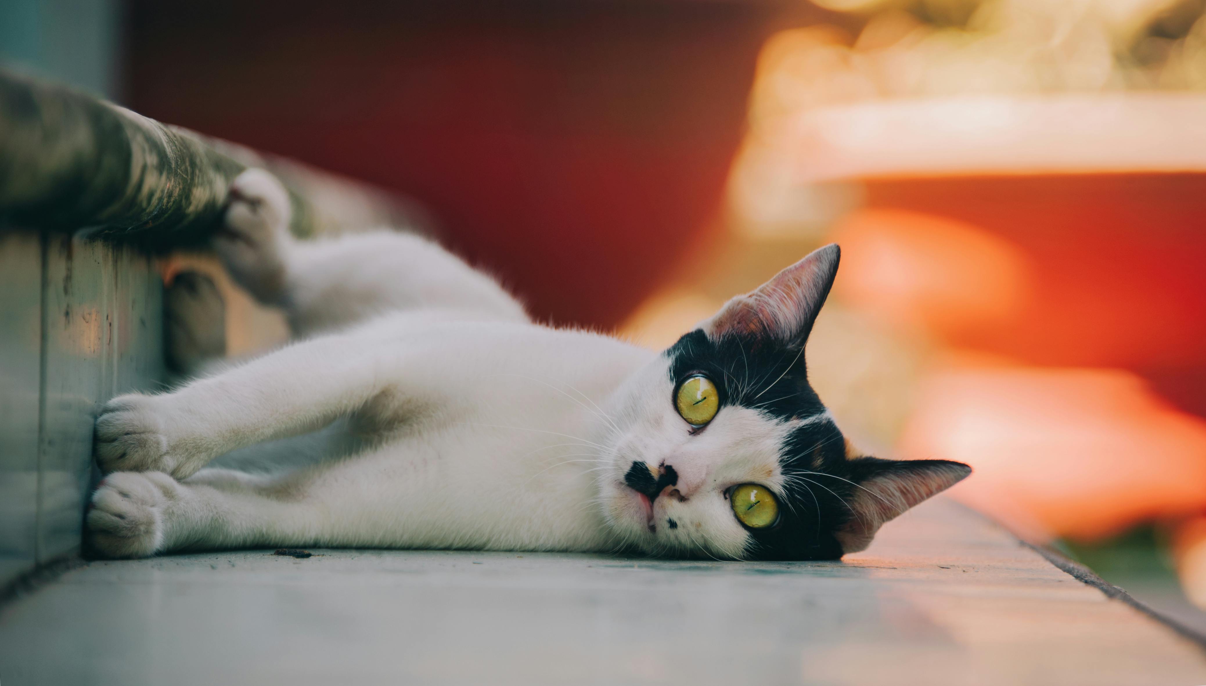 1.000.000+ Foto Kucing Hitam Dan Putih Terbaik · Unduh Gratis 100%