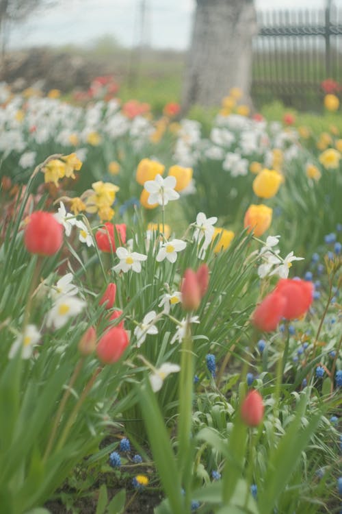 Foto profissional grátis de aumento, canteiro de flores, flora