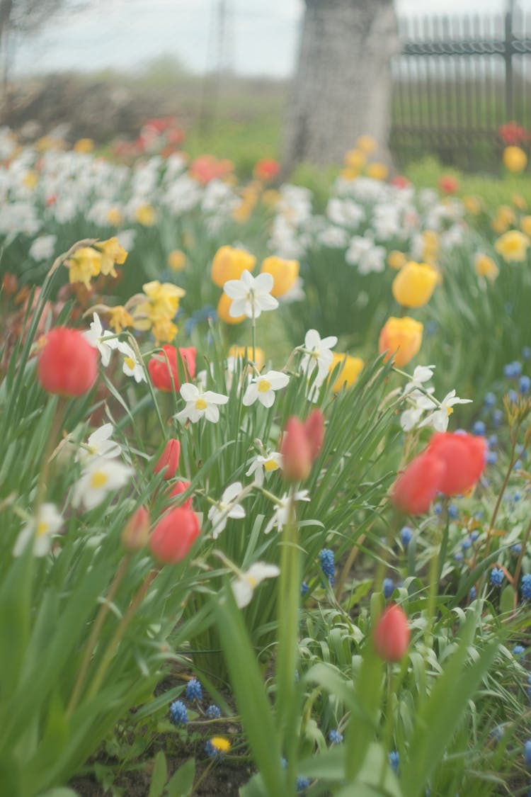 Blooming Spring Garden