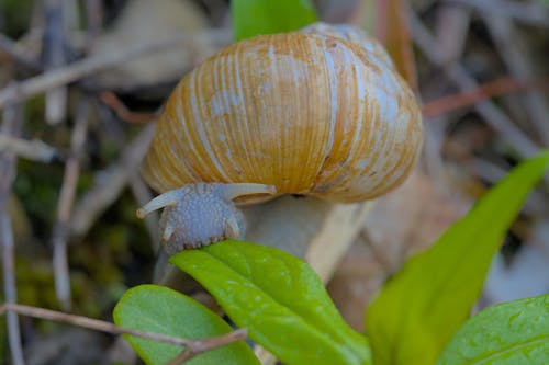 Free stock photo of forest, mothernature, snail