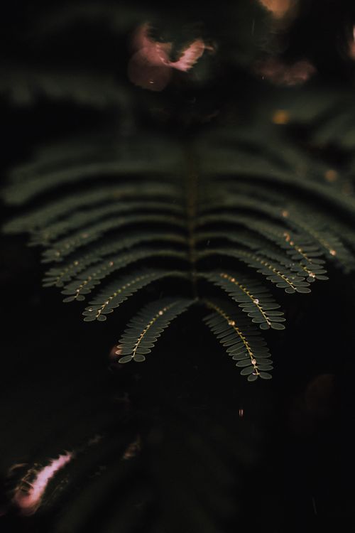 Free Macro shot of fern leaves with glistening dew drops creating a serene and natural atmosphere. Stock Photo