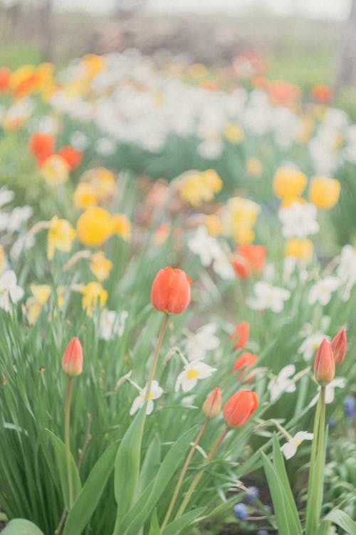 Flowerbed of Tulips and Daffodils