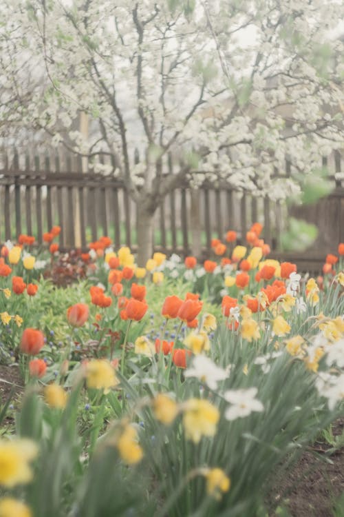 Kostnadsfri bild av anläggning, blommor, färgrik