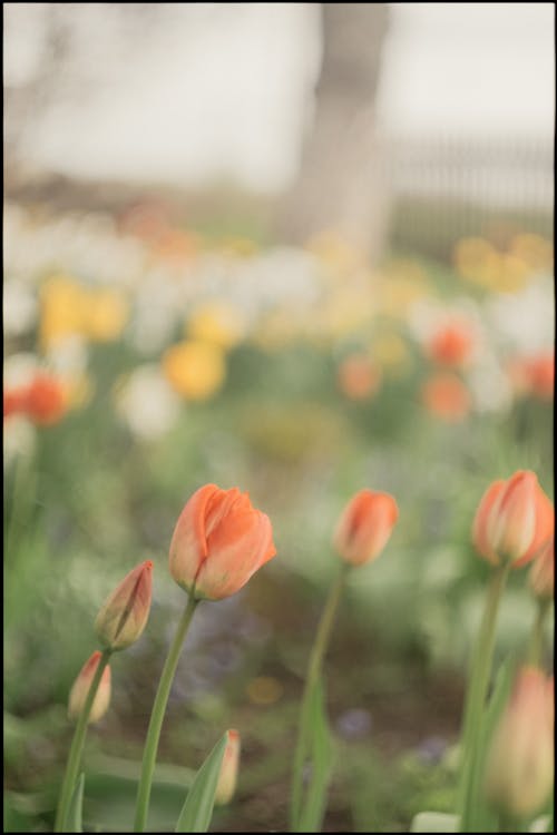 Fotos de stock gratuitas de bokeh, crecimiento, floreciente