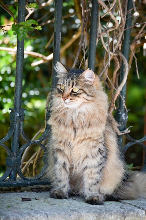 A Brown Tabby Cat Sitting Outside 