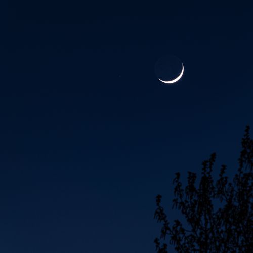 Free Beautiful crescent moon against a deep blue night sky with silhouette of tree. Stock Photo