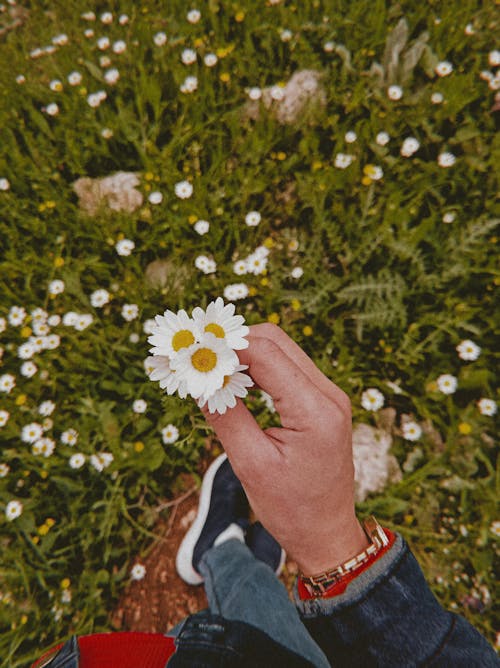 Foto d'estoc gratuïta de flors, mà, mans mans humanes