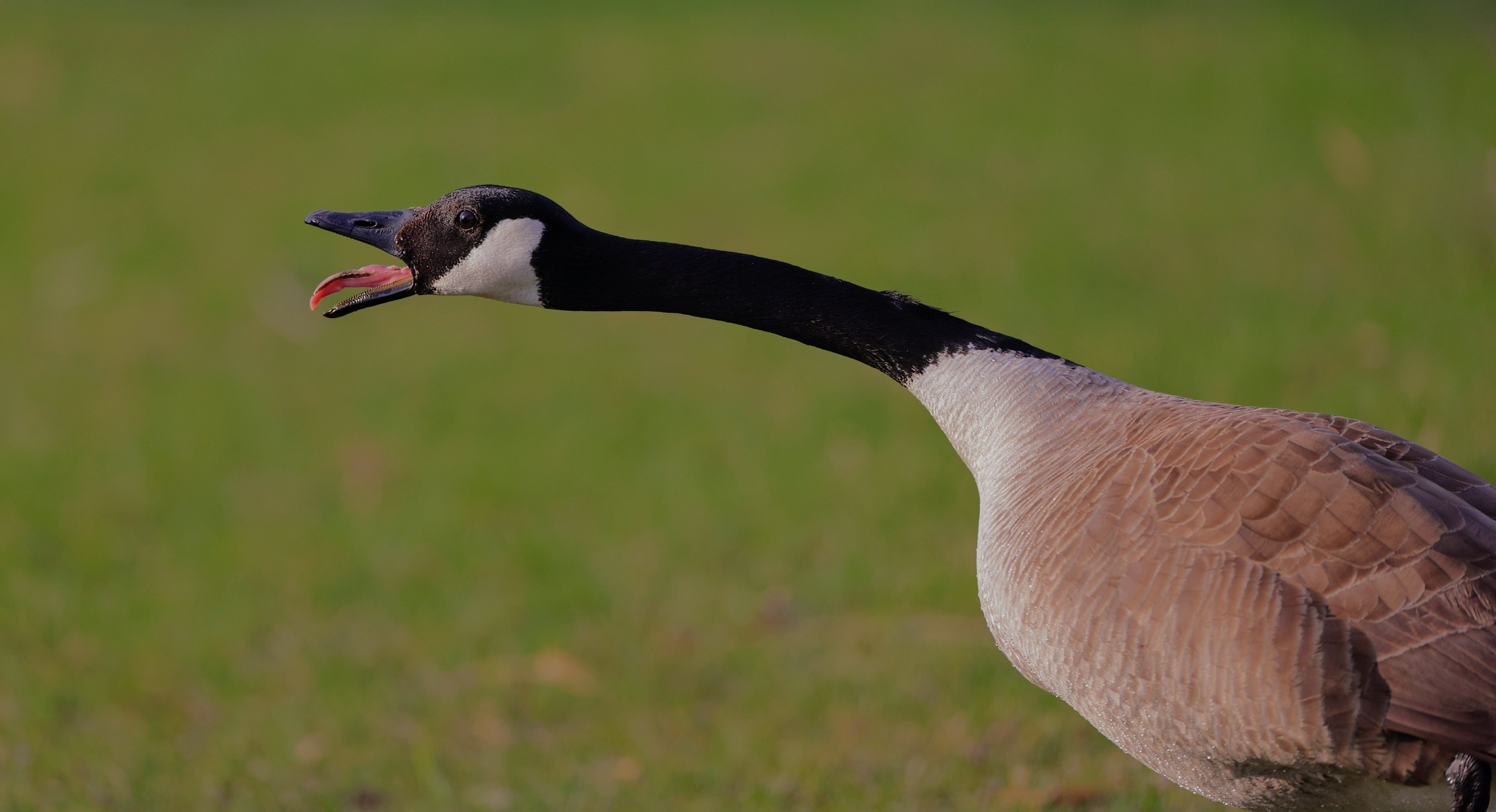 Photo gratuite de bec, bouche ouverte, espace de copie, oie, oiseau ...