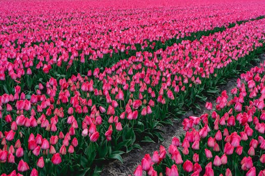 A breathtaking view of a vibrant pink tulip field in full bloom, capturing the essence of spring.