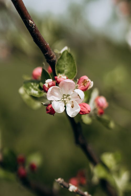 Fotobanka s bezplatnými fotkami na tému jar, kvet, kvet ovocného stromu