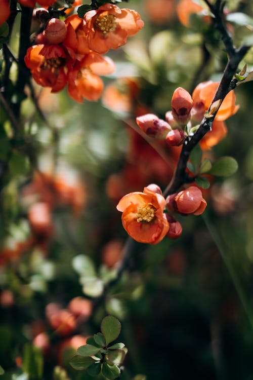 Closeup of an Orange Blossoming Branch