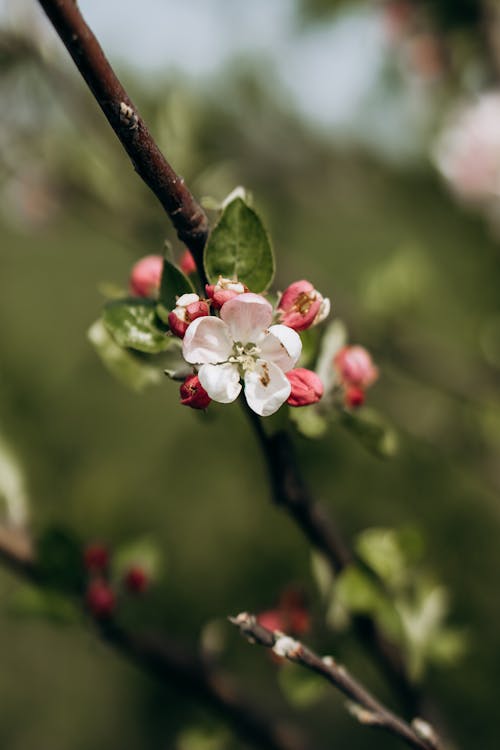 Closeup of a Blossoming Apple Tree