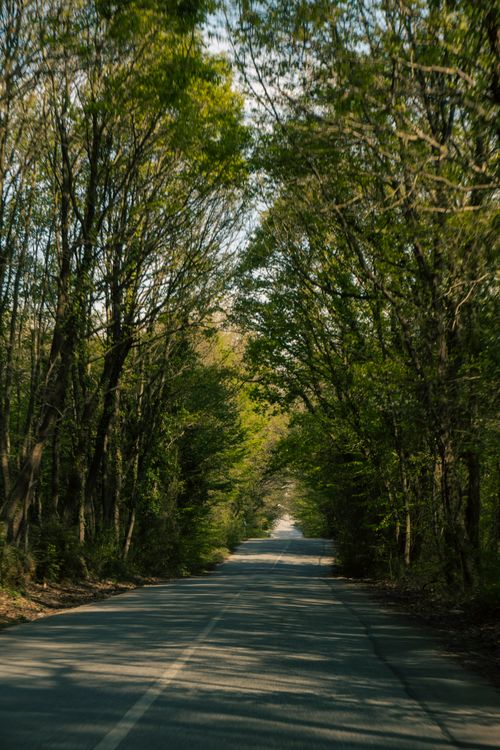 Free A quiet road through a lush, sunlit forest, creating a peaceful, natural escape. Stock Photo