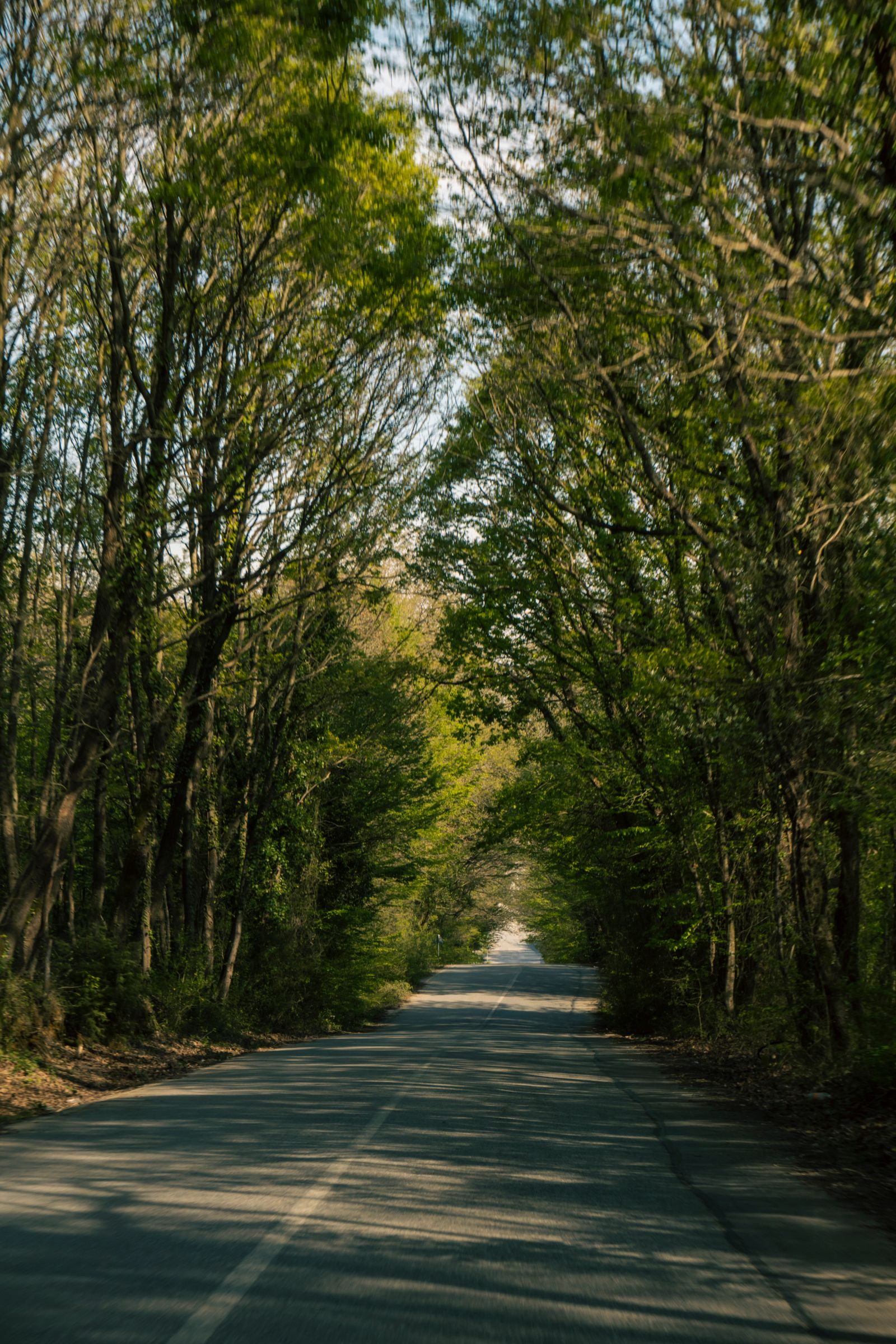 Wet Asphalt Road Among Trees · Free Stock Photo