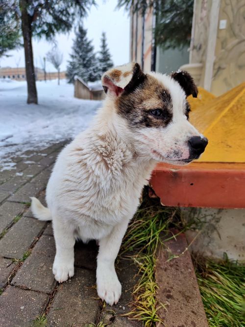 Free A cute dog sits on a snowy urban street, capturing winter's charm. Stock Photo