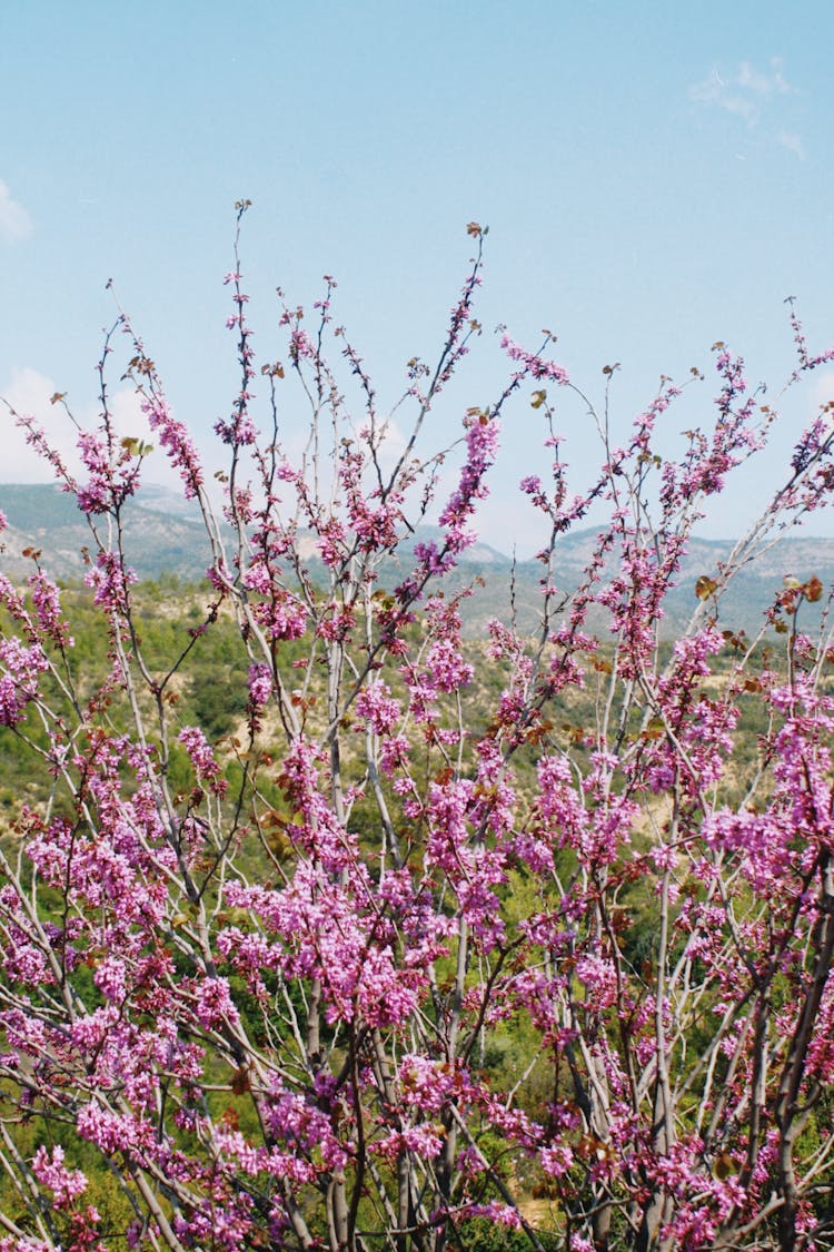 Purple Blossoms On Bush 