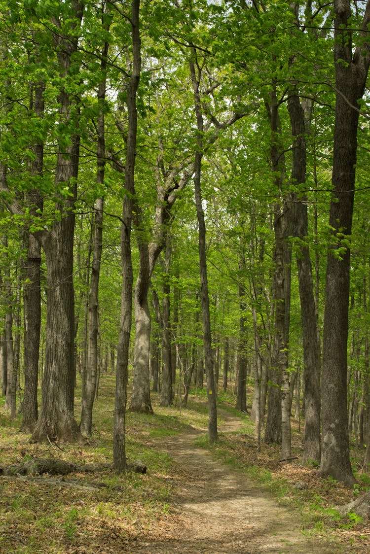 Forest With Green Leaf Trees