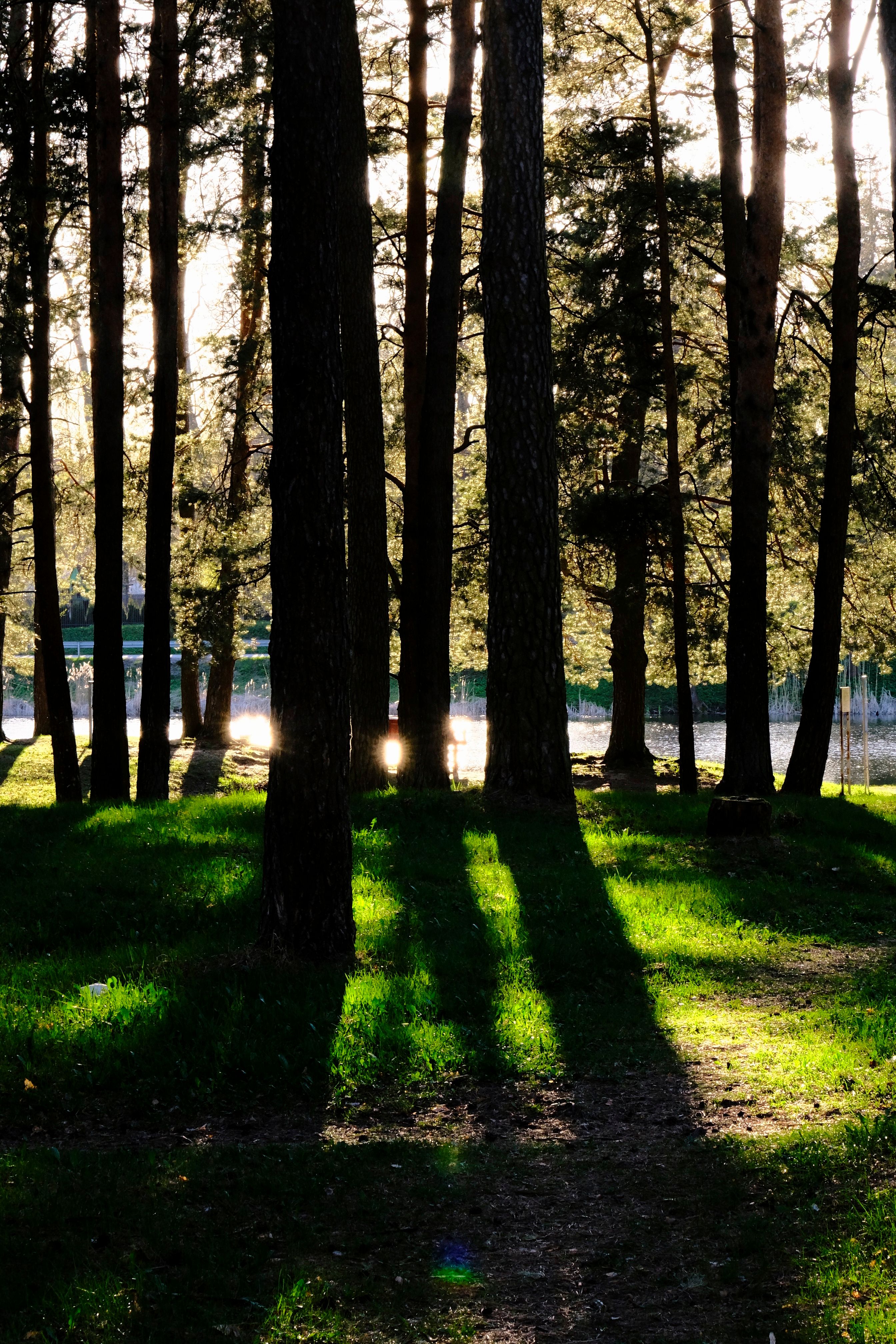 light and shadow photography nature