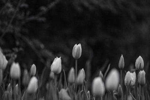 Tulips in Black and White 