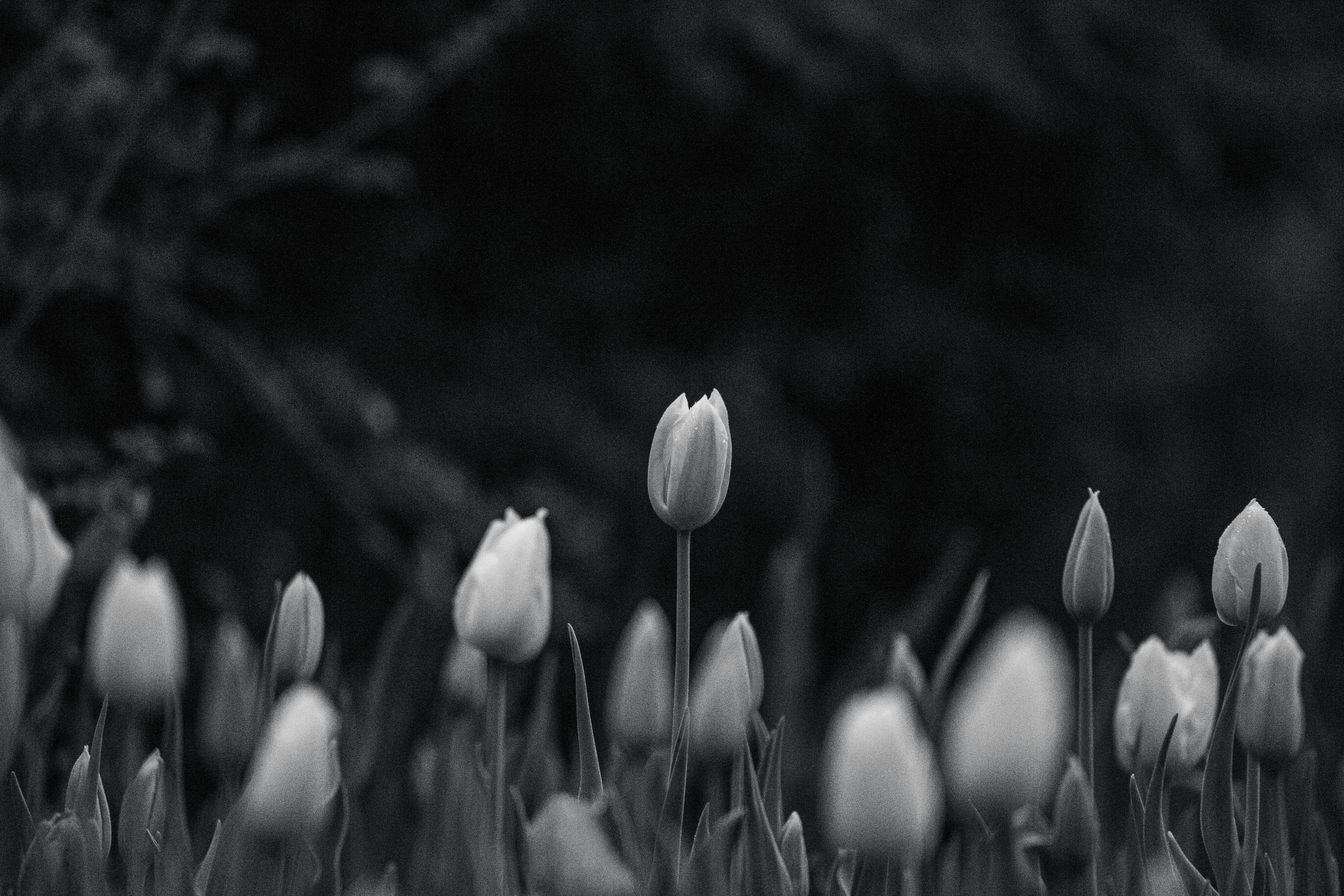 black and white tulip photography