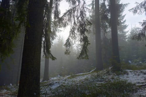 冬季, 森林, 樹幹 的 免费素材图片