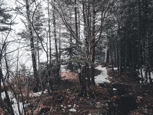 Imagine de stoc gratuită din arbori, codru, frig