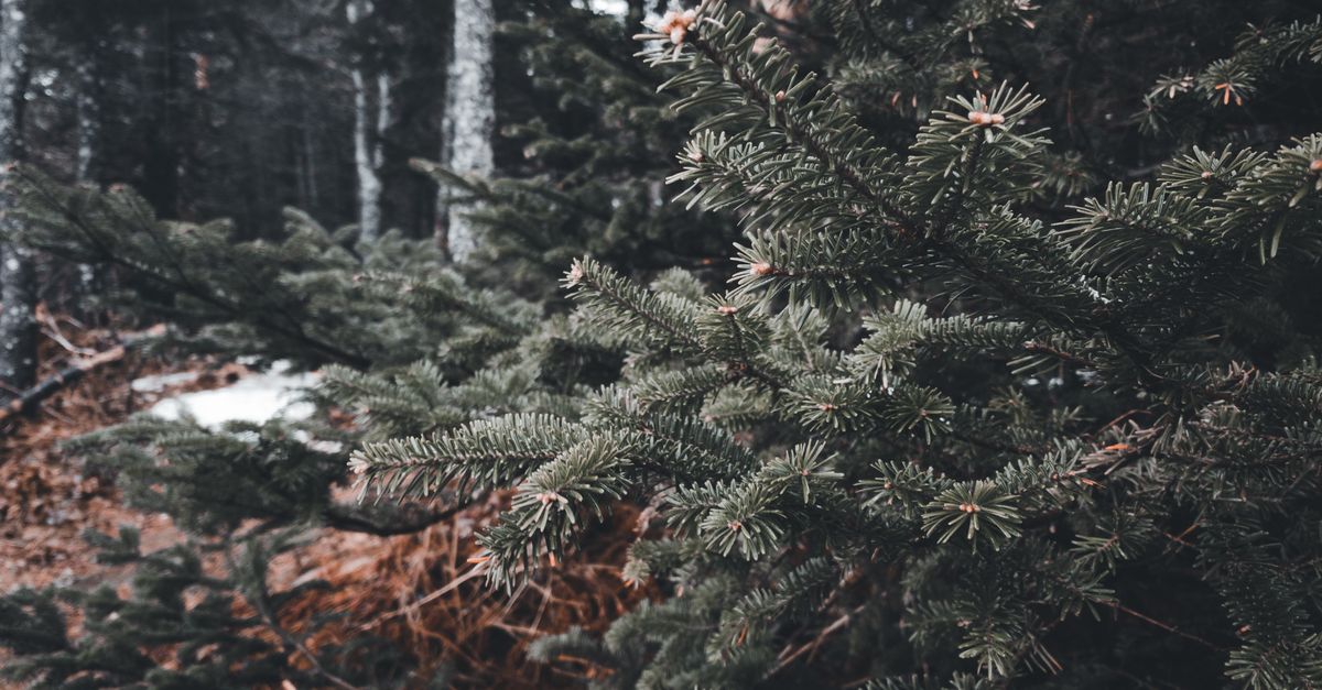 Close-up of evergreen branches in a serene forest in Pouch Cove, NL, Canada.